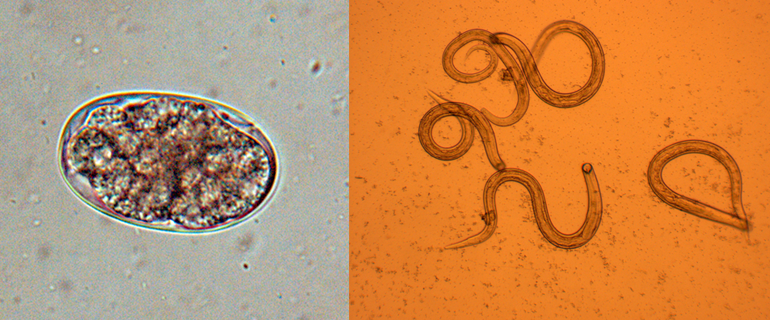 parasitic worm egg and worms