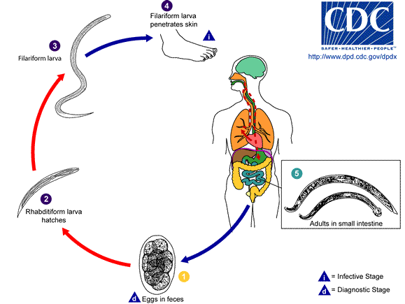 Hookworm lifecycle
